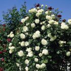 Роза Сноу Дэнс плетистая, Imperial Rose