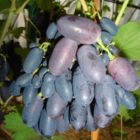 Виноград Кодрянка плодовый