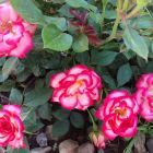 Роза Свит Симфони миниатюрная, Imperial Rose