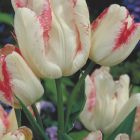 Тюльпан Тукан многоцветковый 4шт