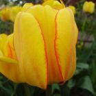 Тюльпан Blushing Apeldoorn Дарвина 5шт