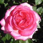 Роза Велета чайно-гибридная