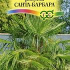 Семена Вашингтония мощная Санта-Барбара 3 шт.