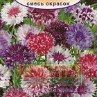 Семена Василек Снежная королева, смесь окрасок ц/п