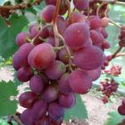 Виноград плодовый Кеэн Виктория