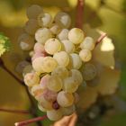 Виноград плодовый Мускат белый