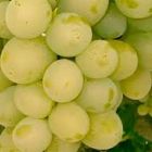 Виноград плодовый Х-10-23