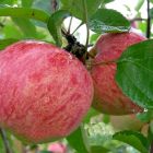 Яблоня Осеннее полосатое