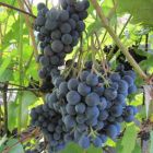 Виноград плодовый Журавлик