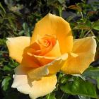 Роза Голден Лиф чайно-гибридная, Imperial Rose