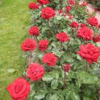 Роза Ингрид Берман чайно-гибридная, Imperial Rose