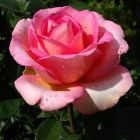 Роза Мондиаль чайно-гибридная, Imperial Rose