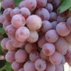 Виноград плодовый Розовый жемчуг