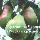 Груша Красавица Черненко (Русская красавица)