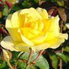 Роза Голден Медальон чайно-гибридная, Imperial Rose