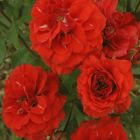 Роза Джингер миниатюрная, Imperial Rose