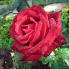 Роза Гранд Гала чайно-гибридная, Imperial Rose