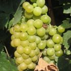 Виноград плодовый Мускат белый