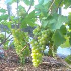 Виноград плодовый Русвен