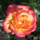 Роза Бонанза кустарниковая, Imperial Rose