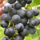 Виноград плодовый Мускат черный