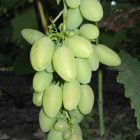 Виноград плодовый Элегант