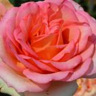 Роза Мондиаль чайно-гибридная, Imperial Rose