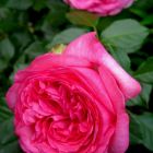 Роза Велета чайно-гибридная