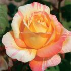 Роза Марвел чайно-гибридная, Imperial Rose