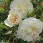 Роза Лэмп кустарниковая, Imperial Rose