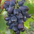 Виноград Кодрянка плодовый