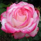 Роза Ламинуэт флорибунда, Imperial Rose