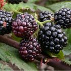 Ежевика Thornfree Blackberry