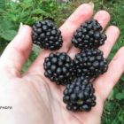 Ежевика Thornfree Blackberry