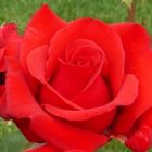 Роза Кардинал чайно-гибридная, Imperial Rose