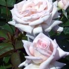Роза Карл Хениз Ханиш чайно-гибридная, Imperial Rose