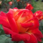 Роза Пигаль 85 флорибунда, Imperial Rose