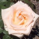 Роза Мунсун/Осеана чайно-гибридная, Imperial Rose