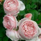 Роза Роуз Лайт кустарниковая, Imperial Rose
