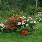 Роза Скарлет Мейланд Декор почвопокровная, Imperial Rose
