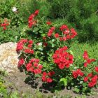 Роза Скарлет Мейланд Декор почвопокровная, Imperial Rose