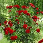 Роза Николо Паганини флорибунда, Imperial Rose