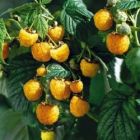 Малина ремонтантная Голден Эверест (Rubus idaeus Golden Everest)