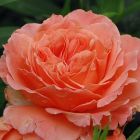 Роза Салмон кустарниковая, Imperial Rose