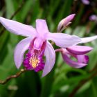 Блетилла полосатая Пепл (Семейство орхидеи)