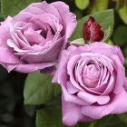 Роза Блу Эссенс чайно-гибридная, Imperial Rose