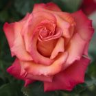 Роза Кристофор Колумб чайно-гибридная, Imperial Rose