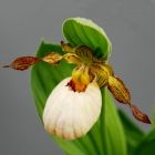 Венерин башмачок Крупноцветковый Виктория