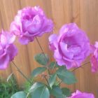Роза Дойче Велле флорибунда, Imperial Rose