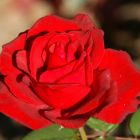 Роза Гранд Гала чайно-гибридная, Imperial Rose